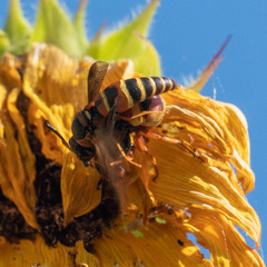 Euodynerus hidalgo
