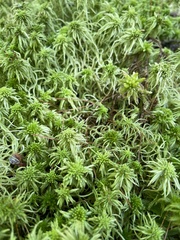 Sphagnum girgensohnii