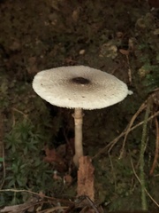 Lepiota atrodisca
