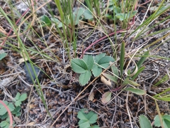 Fragaria virginiana