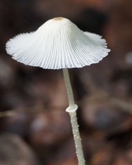 Leucocoprinus fragilissimus