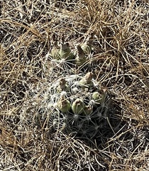 Escobaria vivipara