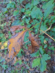 Aesculus sylvatica