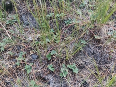 Fragaria virginiana