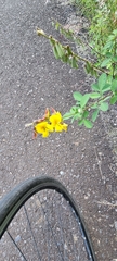 Crotalaria pumila