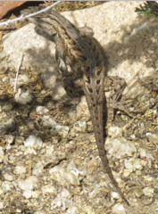 Sceloporus cowlesi