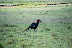 Bucorvus leadbeateri