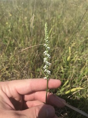 Spiranthes lacera