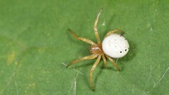 Araniella displicata