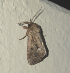 Spodoptera depravata