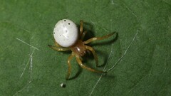 Araniella displicata