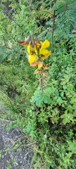 Crotalaria pumila