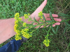 Solidago riddellii