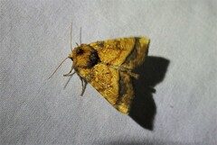 Papaipema harrisii