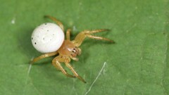 Araniella displicata