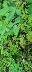 Crotalaria pumila
