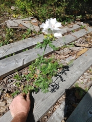 Malva moschata
