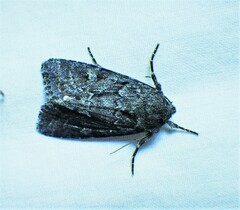 Sympistis dentata