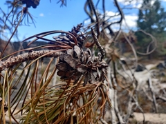 Pinus contorta murrayana