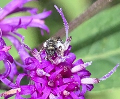 Anthophila