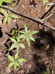 Lysimachia borealis