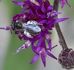 Anthophila
