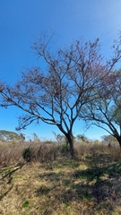 Albizia inundata