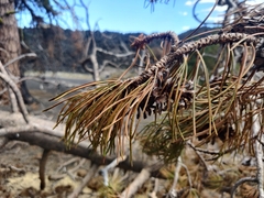 Pinus contorta murrayana