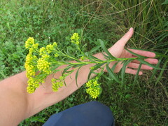 Solidago riddellii