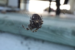 Araneus gemmoides