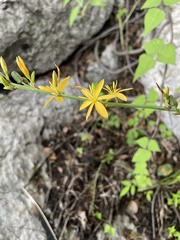 Echeandia michoacensis