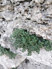 Asplenium ruta-muraria