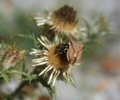 Carpocoris fuscispinus
