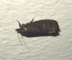 Cryptaspasma
