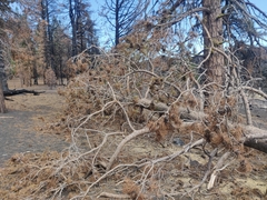 Pinus contorta murrayana