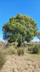 Nectandra angustifolia