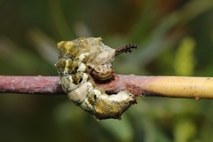 Limenitis