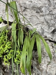 Echeandia michoacensis