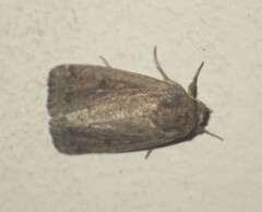 Spodoptera depravata