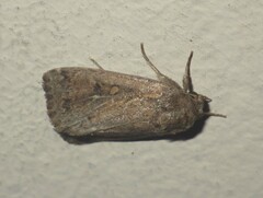 Spodoptera depravata