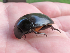 Hydrophilus ovatus