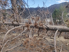 Pinus contorta murrayana