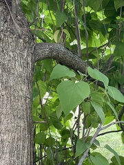 Catalpa speciosa