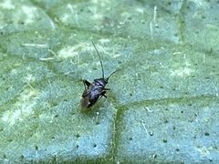 Microtechnites bractatus