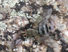 Microphthalma disjuncta