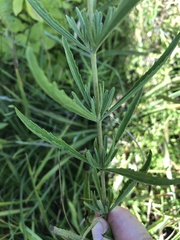 Eupatorium torreyanum