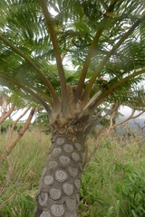 Cyathea lunulata
