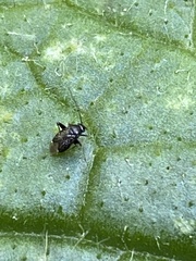 Microtechnites bractatus