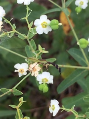 Chariesterus antennator