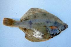 Limanda limanda